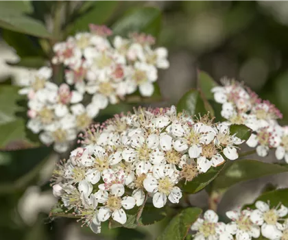 Aronia in Sorten Aronia in Sorten