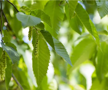 Carpinus betulus  Carpinus betulus