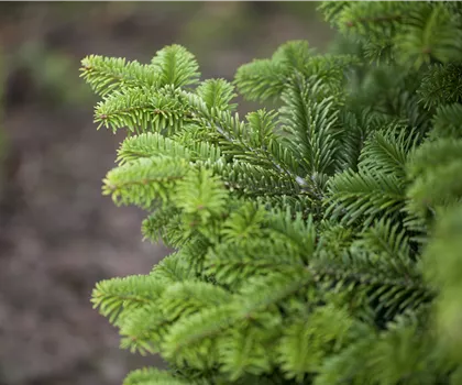 Abies fraseri  Abies fraseri