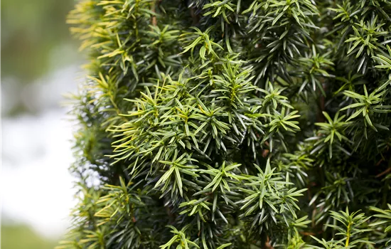 Taxus baccata  Taxus baccata