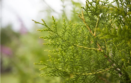 Thuja occidentalis 'Brabant' 