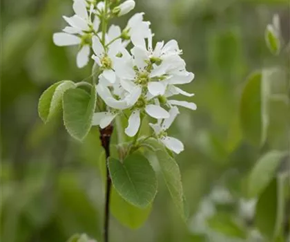 Amelanchier alnifolia 'Smoky'  Amelanchier alnifolia 'Smoky'