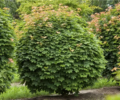 Acer platanoides 'Globosum' 