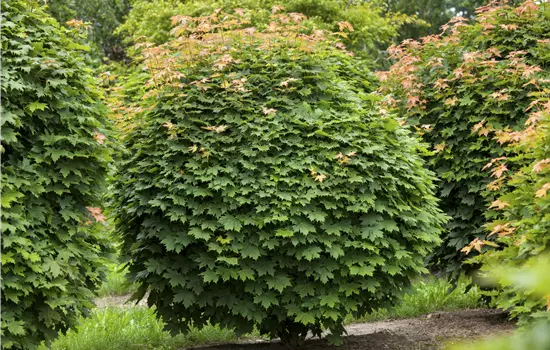 Acer platanoides 'Globosum' 