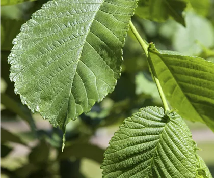 Morus alba Morus alba