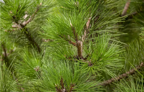 Pinus nigra austriaca  Pinus nigra austriaca