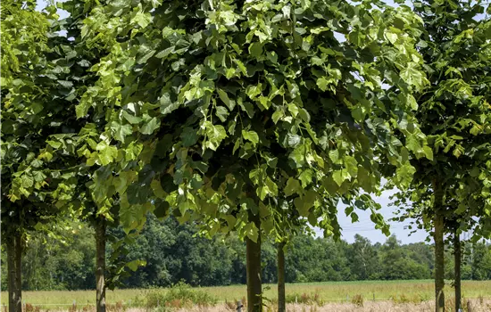 Tilia tomentosa 'Brabant' 