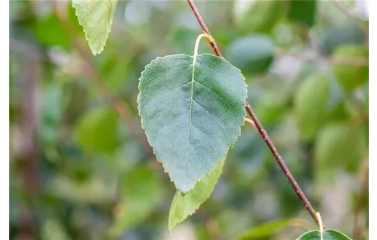 Betula utilis var. jacquemontii Betula utilis var. jacquemontii
