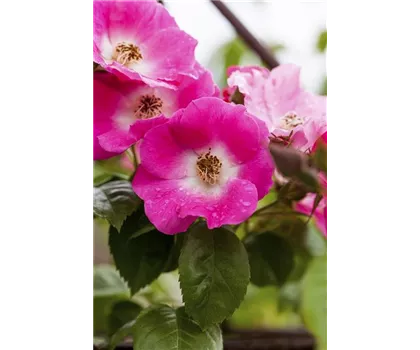 Rosa 'American Pillar'  Rosa 'American Pillar'