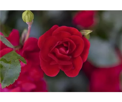 Rosa 'Balou'  Rosa 'Balou'