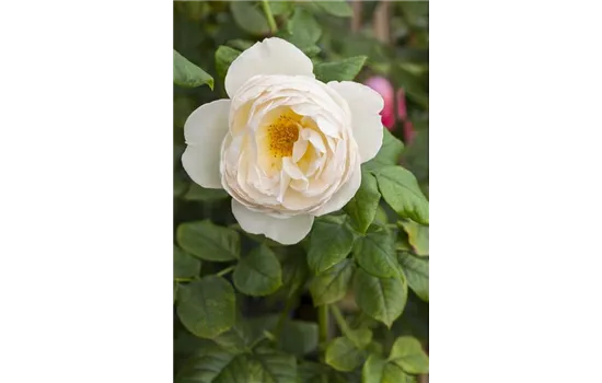 Rosa 'Uetersener Klosterrose'  Rosa 'Uetersener Klosterrose'