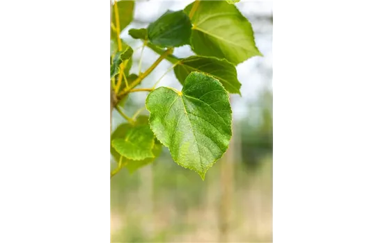 Tilia x euchlora Tilia x euchlora