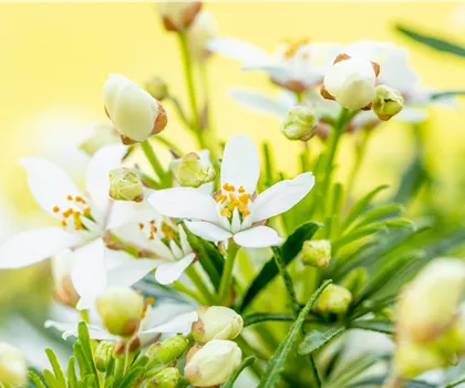 Choisya ternata 'White Dazzler'
