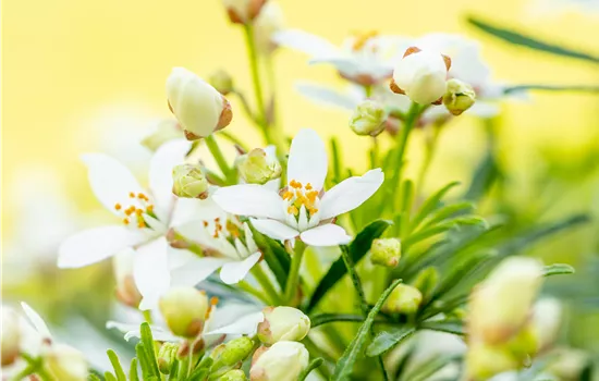 Choisya ternata 'White Dazzler'