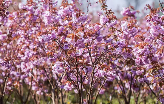 Prunus serrulata 'Kanzan' 