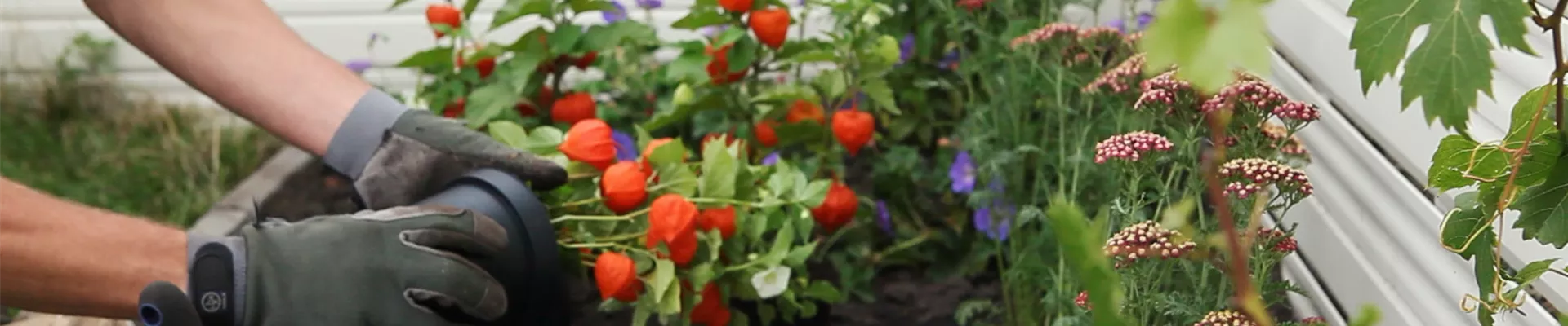 Physalis - Einpflanzen in den Garten (DE - Thumbnail) Physalis - Einpflanzen in den Garten (DE - Thumbnail)