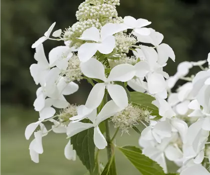 Hydrangea paniculata 'Kyushu' 