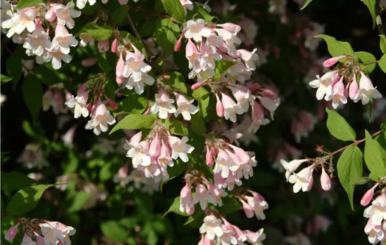 Kolkwitzia amabilis 'Pink Cloud'