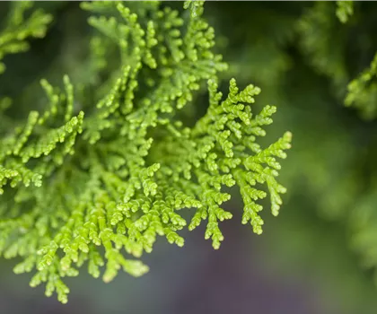 Chamaecyparis obtusa 'Nana Gracilis'  Chamaecyparis obtusa 'Nana Gracilis'