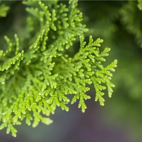 Chamaecyparis obtusa 'Nana Gracilis' 