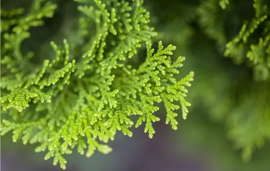 Chamaecyparis obtusa 'Nana Gracilis'  Chamaecyparis obtusa 'Nana Gracilis'