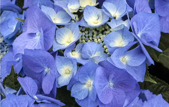 Hydrangea macrophylla 'Blaumeise' 