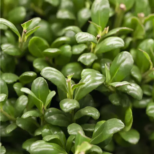 Ilex crenata 'Convexa' 