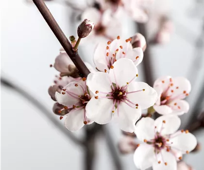 Prunus cistena 