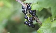Schwarze Johannisbeere 'Ben Sarek'