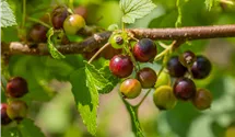 Schwarze Johannisbeere 'Ben Sarek'