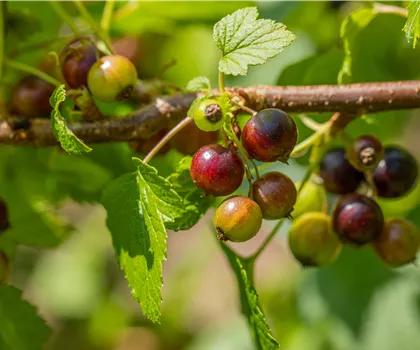 Ribes nigrum 'Ben Sarek'  Ribes nigrum 'Ben Sarek'
