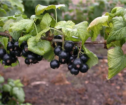 Ribes nigrum 'Tsema'  Ribes nigrum 'Tsema'