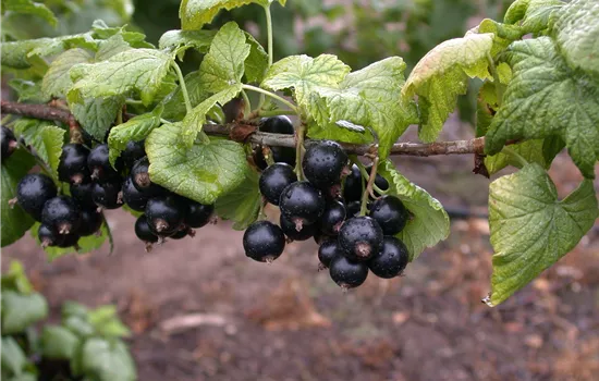 Ribes nigrum 'Tsema' 