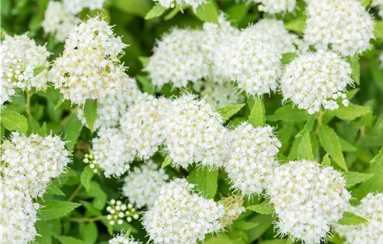 Spiraea japonica 'Albiflora' 