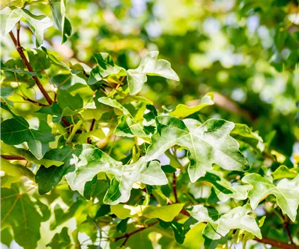 Acer campestre 'Elsrijk'  Acer campestre 'Elsrijk'