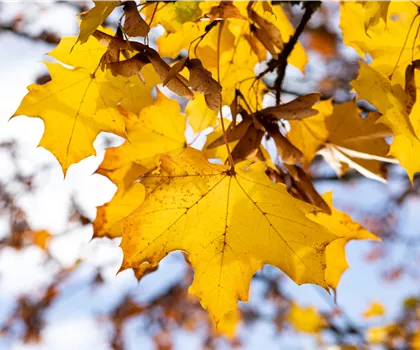 Acer platanoides 'Emerald Queen'  Acer platanoides 'Emerald Queen'