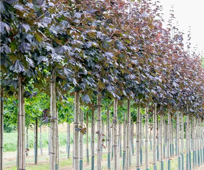 Acer platanoides 'Royal Red' 