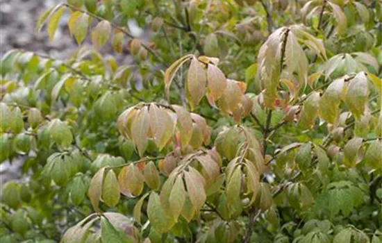 Euonymus alatus 'Compactus' Euonymus alatus 'Compactus'