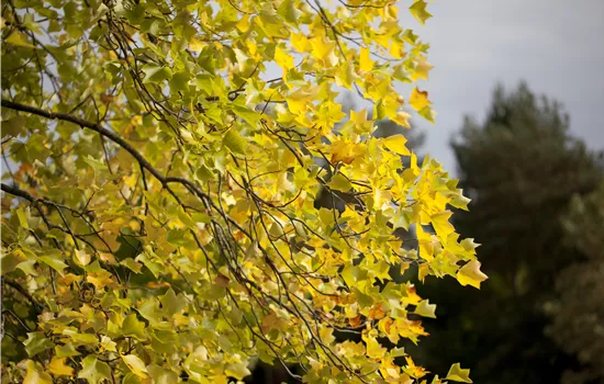 Liriodendron tulipifera 