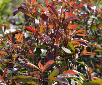Photinia fraseri 'Red Robin'  Photinia fraseri 'Red Robin'