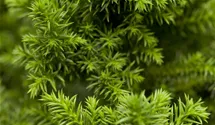 Japanische Sicheltanne 'Vilmoriniana'