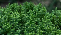 Japanische Sicheltanne 'Vilmoriniana'