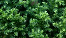 Japanische Sicheltanne 'Vilmoriniana'
