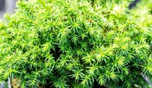 Japanische Sicheltanne 'Vilmoriniana'