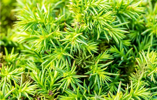 Cryptomeria japonica 'Vilmoriniana' 