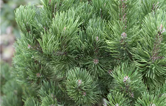 Pinus mugo 'Picobello' 
