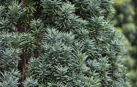 Taxus baccata 'Pirat'