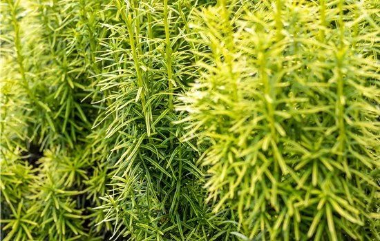 Taxus media 'Stefania'  Taxus media 'Stefania'