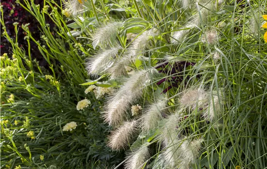 Pennisetum alopecuroides 'Hameln'  Pennisetum alopecuroides 'Hameln'