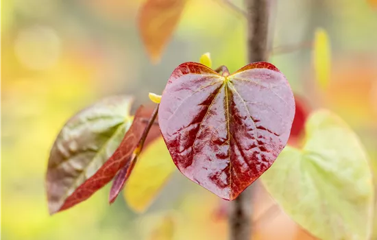 Cercis canadensis 'Merlot'  Cercis canadensis 'Merlot'
